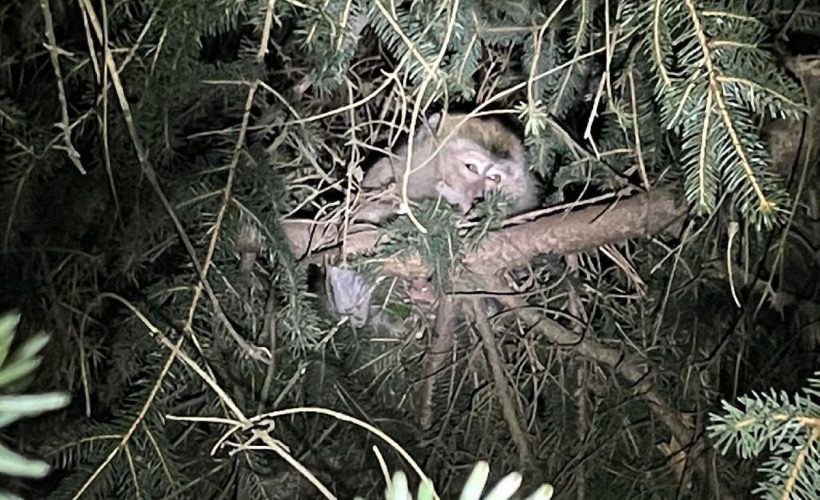 40 Lab Monkeys Escape Transport Vehicle in Pennsylvania, Sparking Large-Scale Search Effort